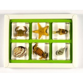 Real 6pcs Aquatic Marine Sea Life Animals in 38mm Clear Lucite Resin and Gift Box Collectible Preserved Crabs, Starfish, Shells, Fish Educational Science Kit Desk Ornament Display Supplies