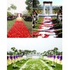 YoungLove 1000 Pcs Non-Woven Artificial Rose Petals Wedding Party Decrorations,Ivory