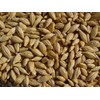 Barley 18 Lbs, Unhulled Barley (Hull Intact), Joseph's Grainery Whole