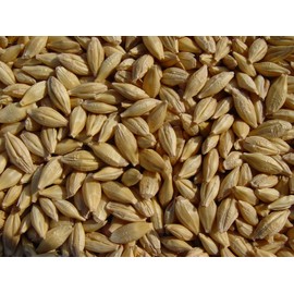 Barley 18 Lbs, Unhulled Barley (Hull Intact), Joseph's Grainery Whole Grain Barley, Non-GMO, Kosher Certified
