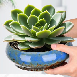 Toddmomy Bonsai Pot Water Lily Bowl Succulent Planter Ceramic Flower Pot Decorative Bowl for Home Office Garden Balcony