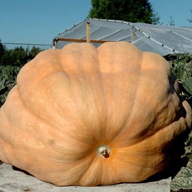 Pumpkin Garden Seeds - Dills Atlantic Giant Variety - 1 oz - Non-GMO, Heirloom Pumpkins - Medium Orange - Vegetable Gardening Seed