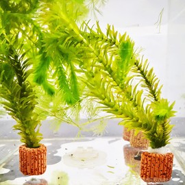 ccHuDE 8 Pcs Ceramic Water Plants Fixed Ring Fish Tank Plants Fixing Ring Aquarium Water Plants Fixed Loop for Aquarium Landscape