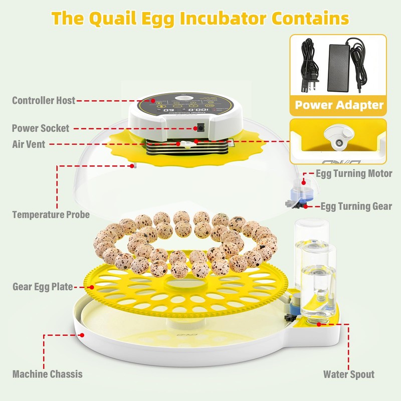 Quail Egg Incubator for Hatching 40 Quail Eggs with Automatic
