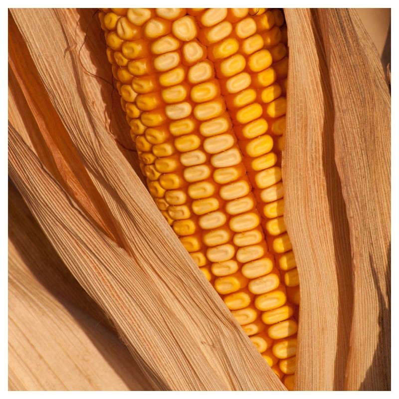 Everwilde Farms - 1 Lb Reid's Yellow Dent Open Pollinated