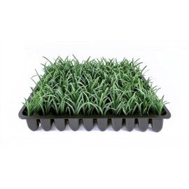 Dwarf Mondo Grass | 20 Live Plants | Ophiopogon Japonicus Nana | Lush Ground Cover | Shade Loving Low Maintenance Garden Solution | Ideal for Landscaping and Borders | Hardy and Evergreen