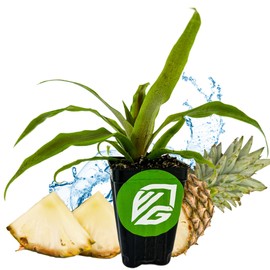 Sugarloaf Pineapple (Kona Sugarloaf) Live Plant - Ananas Comosus - Wellspring Gardens Starter Plant - Ideal Pineapple Plant Live Easy to Grow Starter Plant Great for Outdoor and Patio Planting