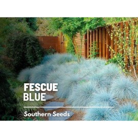 Southern Seeds Blue Fescue - 100 Seeds, Heirloom Ornamental Grass (Festuca ovina glauca)
