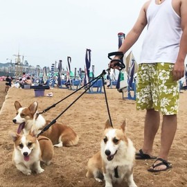 Heavy Duty Dual Dog Leash/Triple Dog Leash,360°Swivel No Tangle Double Dog Walking Training Leash,2-Way&3-Way Interchangeable Lead with Hand-Protected Handle for Two/Three Dogs (Black, One Size)