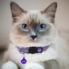 Hepplly 6-Pack Cat Collars Quick Release Reflective Kitten Collar with