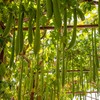 Outsidepride Luffa - 100 Seeds