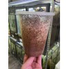 Homemade Fruit Fly Media Culture Kit (MAKES 5 CULTURES) Free