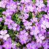 Outsidepride Dianthus Amurensis - 1000 Seeds