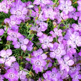 Outsidepride Dianthus Amurensis - 1000 Seeds