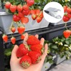 QLXHBOT Stainless Steel Strawberry Huller Fruit Stem Remover Home Kitchen