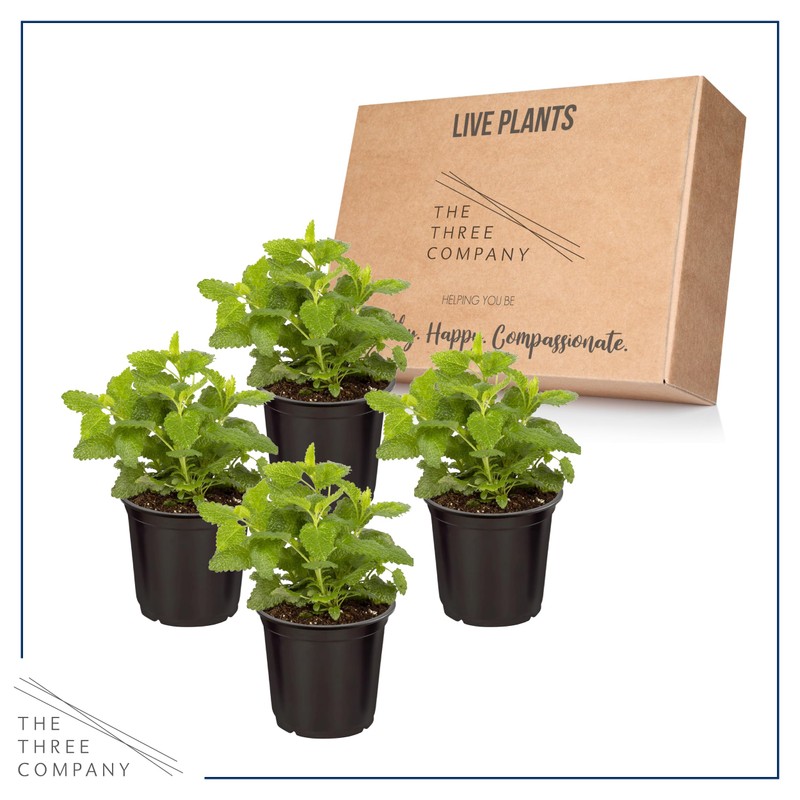 Live Aromatic and Edible Herb - Lemon Balm (4 Per
