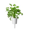 Spicy World Coriander Seeds Whole 3.5 Ounce Bag - Pure,