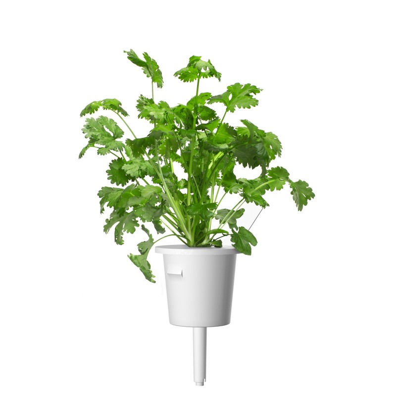 Spicy World Coriander Seeds Whole 3.5 Ounce Bag - Pure,