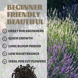 Lavender Seeds Pack Mixed Colors - Beautiful Garden Flowers Seeds