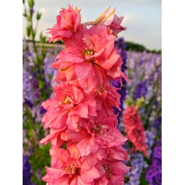 RAISE ME UP: Seeds Red Lark Larkspur Giant Delphinium Annual Flowers
