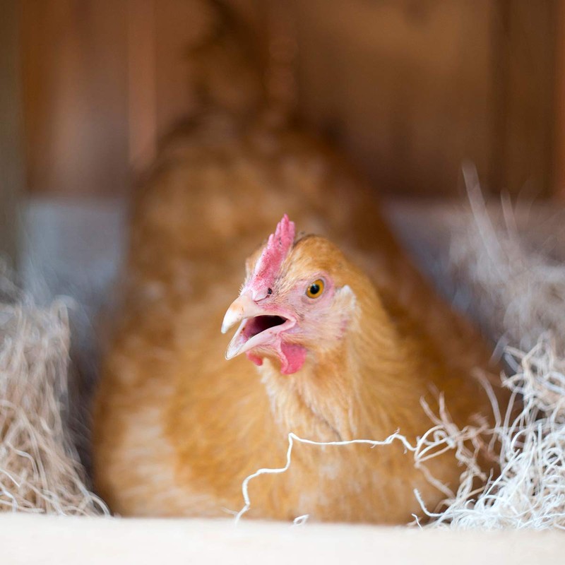 Cackle Hatchery Laying Hen Nest Box Pads Made in USA