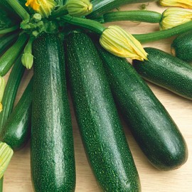 Fordhook Zucchini Summer Squash Seeds - 4 g Packet ~20 Seeds - Non-GMO, Heirloom - Vegetable Garden - Cucurbita Pepo