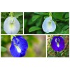 Buy Rare Seeds Clitoria ternatea Single Blue and White Mix