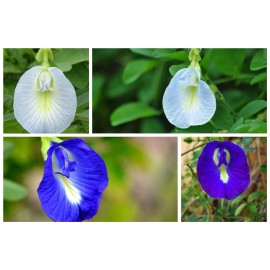 Buy Rare Seeds Clitoria ternatea Single Blue and White Mix | 10_Seeds