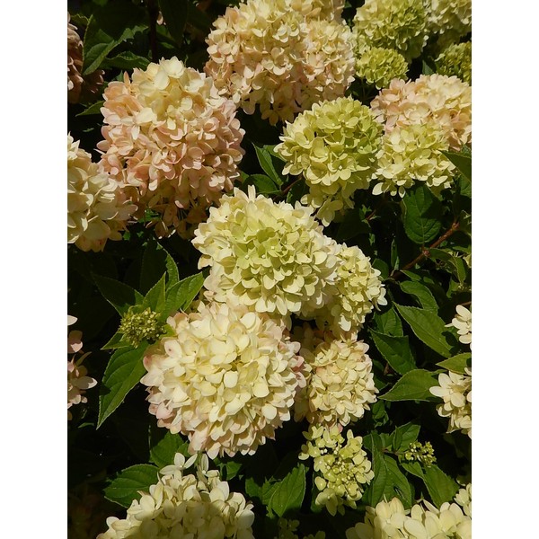Live Plant from Green Promise Farms - Little Lime Panicle