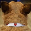 Small 'Valentine's Heart' Dog Collar (PR00062189)