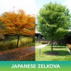 Unbranded Japanese Zelkova Seed