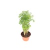 Ming Aralia - 8'' from California Tropicals