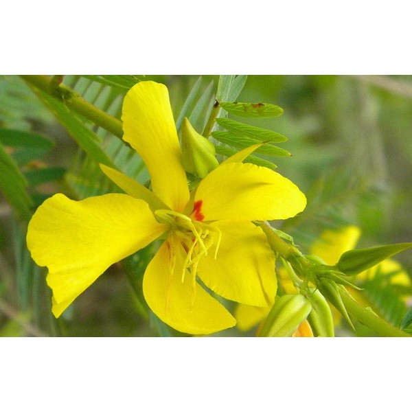 David's Garden Seeds Flower Native American Pea Partridge 5335 (Purple)