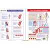 NewPath Learning Human Body Visual Learning Guide Set, Grade 6-10