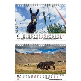 Eselzauber DIN A5 Desk Calendar for 2022 Donkey Seelenzauber