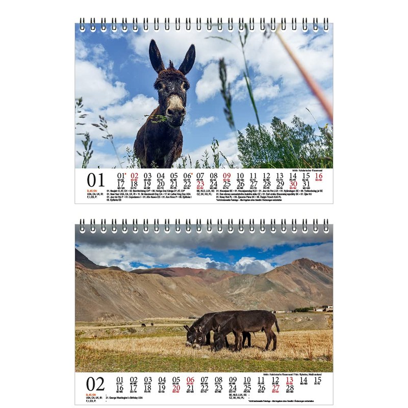 Eselzauber DIN A5 Desk Calendar for 2022 Donkey Seelenzauber