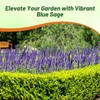 Outsidepride Outsidepride Blue Sage Seeds - 5000 Pcs Perennial, Drought-Tolerant