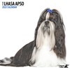 Magnet & Steel Lhasa Apso Modern 2022 Calendar