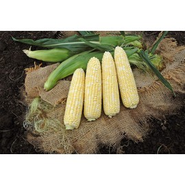 "Awesome XR" Bi-Color Sweet Corn Seeds for Planting, 50+ Seeds Per Packet, (Isla's Garden Seeds), Non GMO Seeds, Botanical Name: Zea mays, Great Home Garden Gift