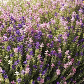 Eden Brothers Clary Sage Seeds - Tricolor Mix