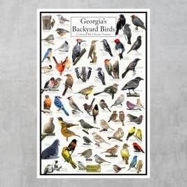 Where's Wildlife Georgia's Backyard Birds Poster - Georgia's Bird Chart Highlighting Birds At Your Bird Feeder (12" x 18")