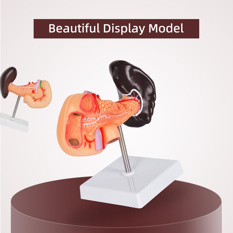 Simedutech Pancreas Spleen Anatomy Model, Normal
