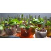 Orchitop S Set - Design Orchid Pot with Saucer for