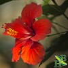 Herb To Body Hibiscus Flower Powder | Hibiscus Sabdariffa |