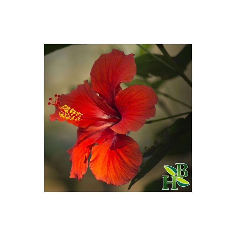 Herb To Body Hibiscus Flower Powder | Hibiscus Sabdariffa |