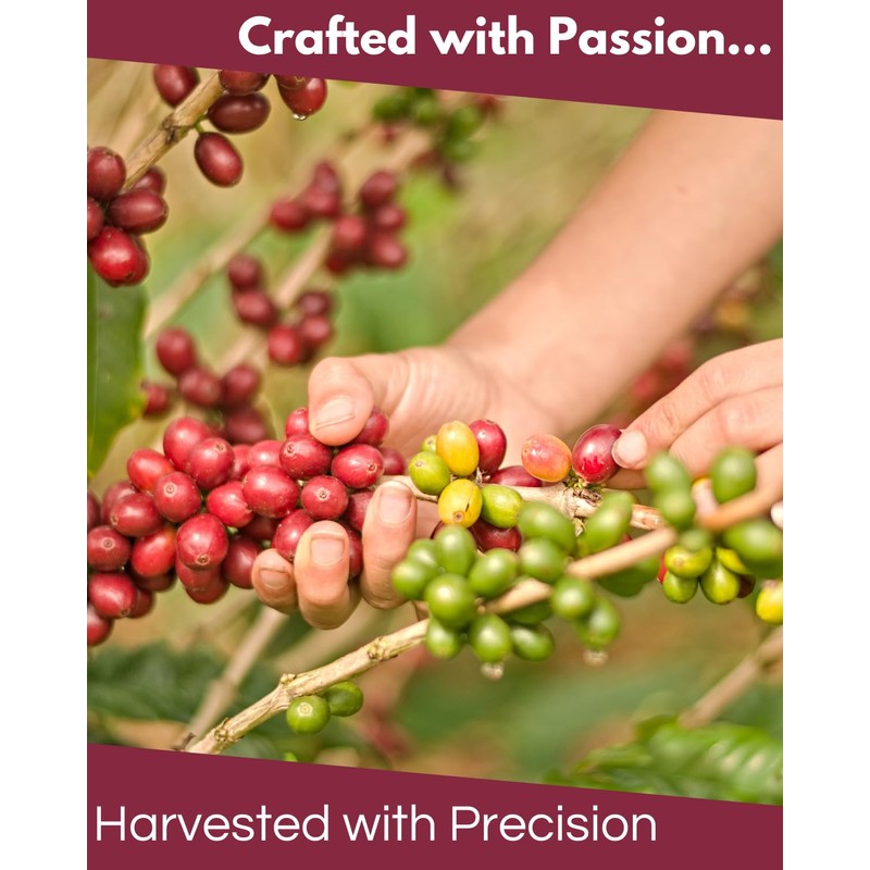 La Cumbre Specialty Coffee Whole Bean Medium Roast, Arabica Beans,