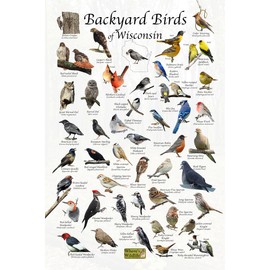 Where's Wildlife Backyard Birds of Wisconsin Bird Identification Poster (8" x 12")