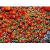 20+ Worlds Smallest Spoon Currant Tomato Seeds, Early, Heirloom Non-GMO,