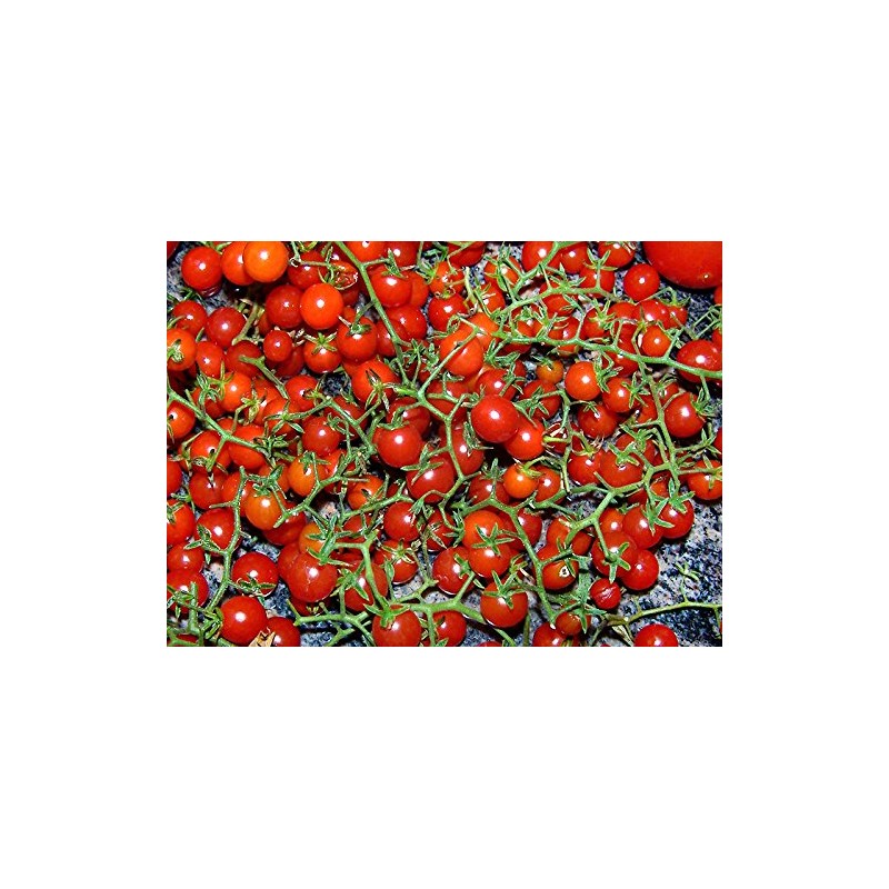 20+ Worlds Smallest Spoon Currant Tomato Seeds, Early, Heirloom Non-GMO,