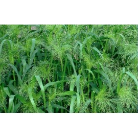 Valley View Ranch Ornamental Grass - Frosted Explosion seeds/ 'Panicum elegans' / GMO FREE - 100